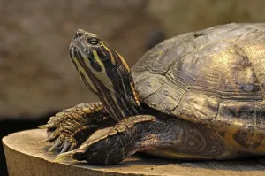 Tropical Reptiles Prints: Turtle, Trachemys scripta elegans