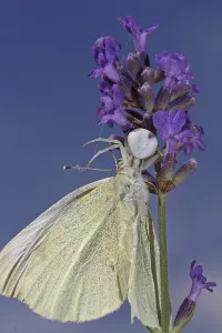 Crab Spider Prints: Variable crab spider
