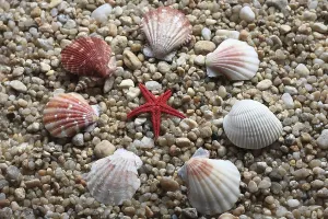 Echinoderm Species Prints: Various shells, including pilgrim shells