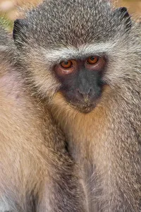 African Primate Photography Prints: Vervet Monkey, Cercopithecus aethiops