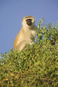 Maasai Mara Game Reserve Prints: Vervet monkey (Cercopithecus aethiops)