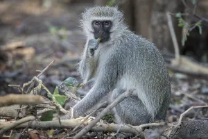 African Primate Photography Prints: Vervet Monkey (Cheropithecus pygerythrus)