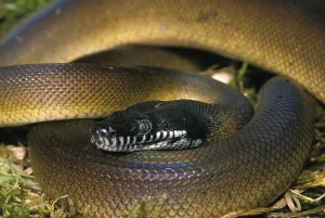 Australian Wildlife Reptiles Prints: White-lipped python, liasis albertisi