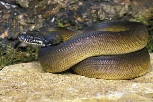 Australian Reptile Photography Prints: White-lipped python, liasis albertisi