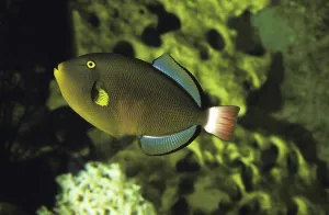 Marine Animals Prints: Widow triggerfish, redtail triggerfish