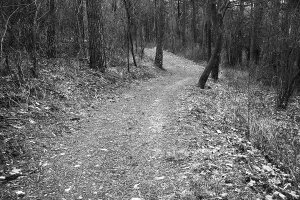 Autumn Colored Landscape Prints: Winding forest path with sparse trees