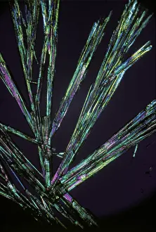 Prints of Potassium phosphate in poarized light crystal micro structure LM-micrograph Polarized Light Prints: Potassium Phosphate Crystal Microstructure Print