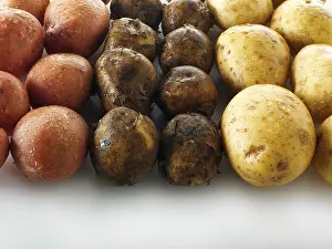 Raw Food Photography Prints: Potatoes, three varieties