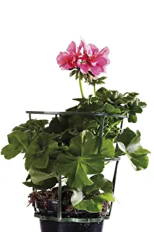 Geraniaceae Family Prints: Potted Geranium