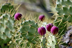 Deserted Canary Islands Prints: Prickly pear