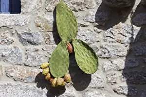 Southeast Europe Landscape Prints: Part of a prickly pear with fruit
