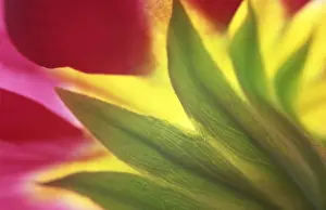 Close View Of A Bloom Prints: Primrose