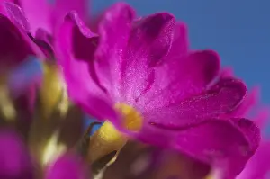 Close Up Macro Prints: Primrose primula