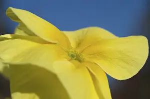 Wildflower Close Up Prints: Primrose primula