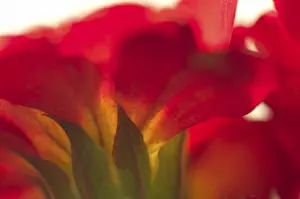 Springtime Flowers Prints: Primrose primula