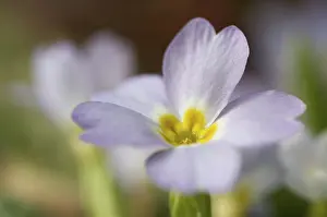 Wildflowers In Spring Prints: Primrose primula