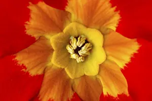 Botanical Garden Flowers Prints: Primrose primula
