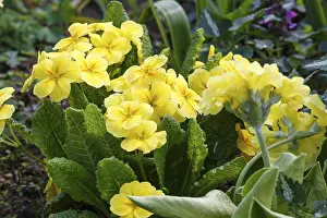 Spring Garden Prints: Primrose or primula in the spring garden