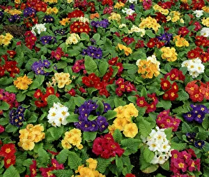 Multi Colored Blooms Prints: Primroses