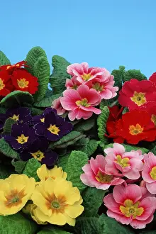 Vernal Flowering Plant Prints: Primroses