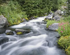 Peaceful Landscape Photography Prints: A pristine mountain stream flows over mossy rocks