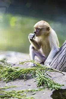 Framed Print : Proboscis Monkey Zoo Print Framed Print : Proboscis Monkey Zoo Print