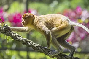 Framed Print : Proboscis monkey zoo print Framed Print : Proboscis monkey zoo print