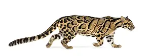 Feliformia Animal Photography Prints: Profile of a Clouded leopard walking away