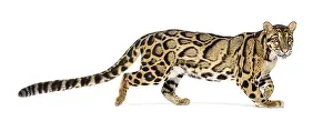 Wild Cat Portrait Prints: Profile of a Clouded leopard walking away