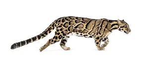 Feliformia Species Image Prints: Profile of a Clouded leopard walking away