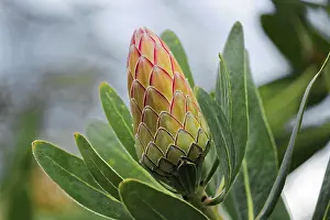 Framed Print : Protea Susara Print Framed Print : Protea Susara Print