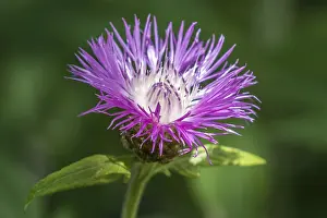 Deserted Flower Field Germany Prints: Psephellus dealbatus (Centaurea dealbata)