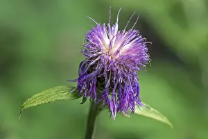 Asteraceae Flowering Plant Prints: Psephellus dealbatus (Centaurea dealbata)