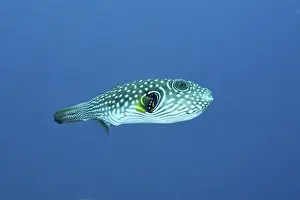 Images Dated 9th August 2024: White-spotted Pufferfish Print