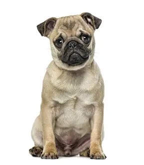 Isolated White Background Dog Prints: Pug