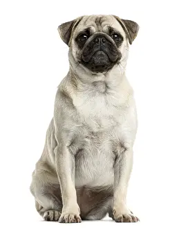 Dog Breed Studio Photography Prints: Pug sitting in front of a white background