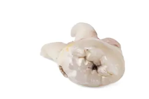 Bright Light Photography Prints: Pulled wisdom tooth, tooth, carious