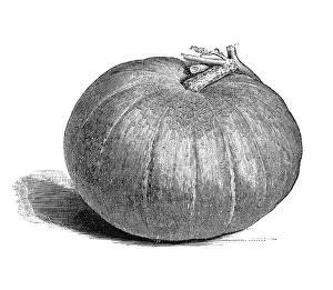 Pumpkin Nutrition Facts Prints: Pumpkin
