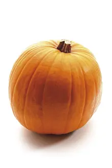 Agricultural Crop Photography Prints: Pumpkin (Cucurbita)