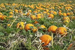 Scandinavian Autumn Landscapes Prints: Pumpkin field with ripe pumpkins in Loderup