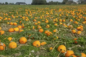 Swedish Countryside Scenery Prints: Pumpkin field with ripe pumpkins in Loderup