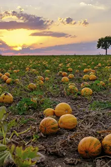 Lower Austria Landscape Photography Prints: Pumpkin fields in the evening light