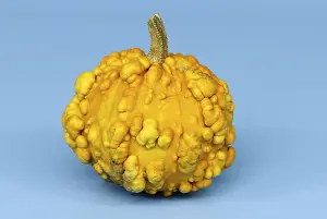 Ornamental Pumpkin Prints: Pumpkin Frederic / (Cucurbita spec)