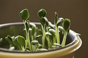 Seed Germination At Home Prints: Pumpkin microgreens. Sprouting Microgreens