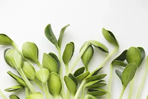 Seed Germination At Home Prints: Pumpkin microgreens. Sprouting Microgreens