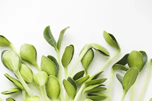 Seed Germination At Home Prints: Pumpkin microgreens. Sprouting Microgreens