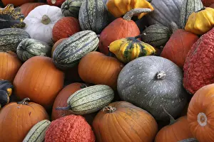 Autumn Pumpkins Prints: Pumpkins