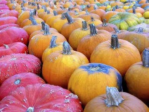Hokkaido Pumpkins Prints: Pumpkins