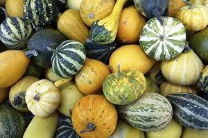 Decorative Pumpkins Prints: Pumpkins