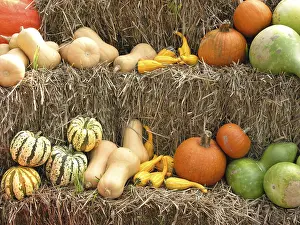 Halloween Pumpkins Prints: Pumpkins